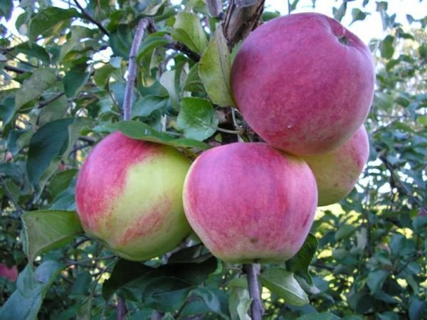  Sorte Welsey kam durch Züchten aus dem sibirischen Kirschapfel vor