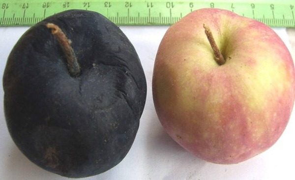  Gesunder Apfel und schwarzer Krebs