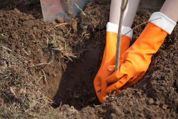  Der Herbst ist die ideale Jahreszeit zum Anpflanzen von Apfelsetzlingen