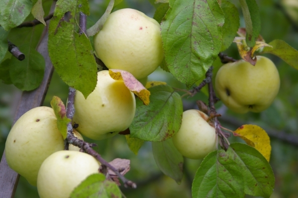  Die Sorten der Sorte Antonovka werden Ende September und Anfang Oktober zur Lagerung gesammelt.