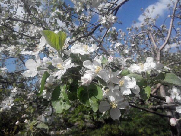  Apfelbaum Aport in voller Blüte