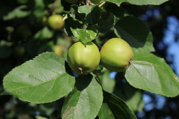  Que peut-on faire et comment appliquer des pommes non mûres?