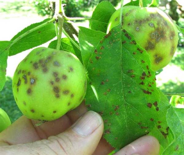  Anzeichen von schwarzem Krebs auf den Früchten und Blättern des Apfelbaums