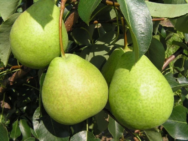  La poire contient beaucoup de vitamines, améliore l'immunité