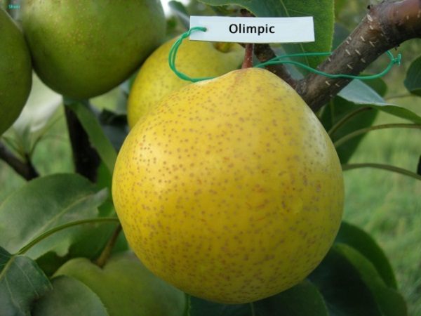  Variété de poire Olimipik