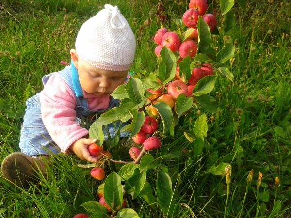  Äpfel profitieren davon, wenn Sie sie gründlich waschen, nach den Mahlzeiten essen und nicht viel Saatgut essen