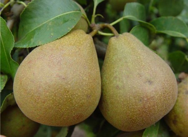  Poire biélorusse tardive