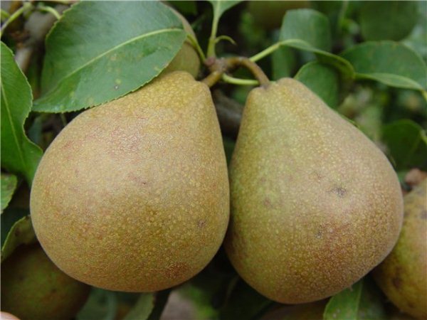  Poire biélorusse tardive