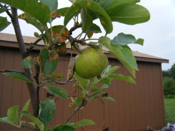  Symptômes de rouille sur les feuilles de pommier