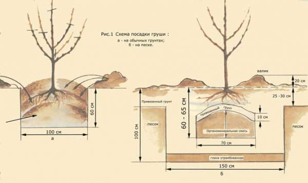  Schema der Birnenpflanzung im Boden