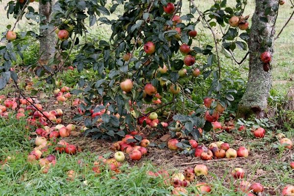  Gefallene rote Äpfel