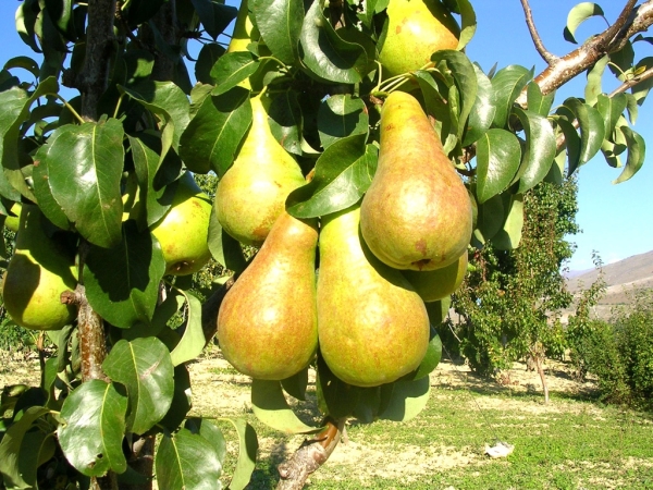  Pour que la poire puisse fleurir et produire des fruits, il est nécessaire d’avoir sur la parcelle non pas un arbre, mais plusieurs