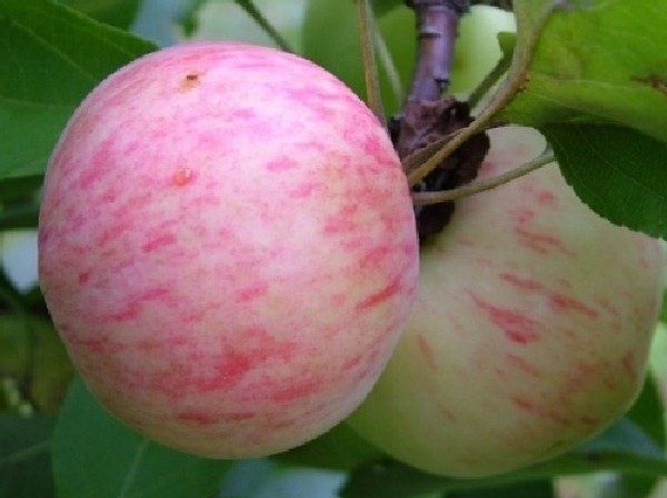  Birne auf einem Busch