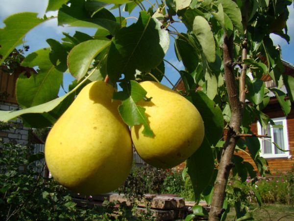  Décor De Variété De Poire