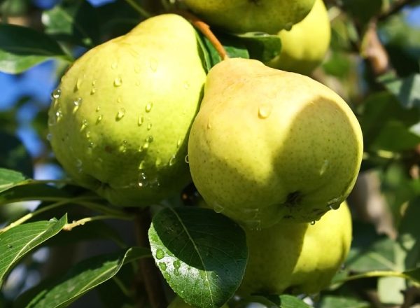  Birnenvielfalt Augustentau: beschreibende Eigenschaften des Baumes und der Früchte