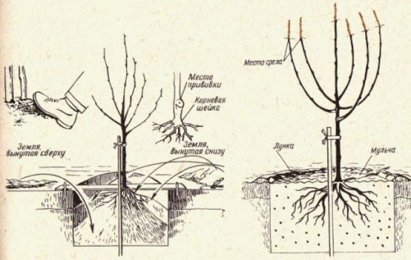  Das Schema des Anpflanzens von Birnen-Muskovit