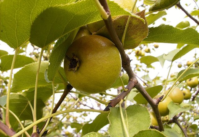  Désert de poire