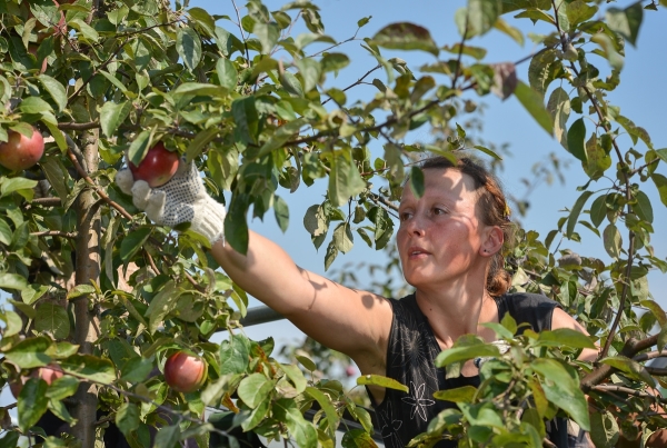  Sie können Äpfel für die Lagerung im September oder Oktober sammeln