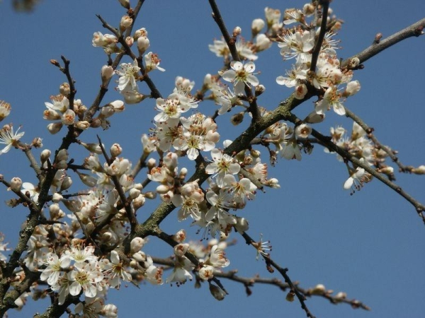  Die Dornenblüten als medizinisches Rohmaterial werden geerntet, bevor die Knospen geöffnet werden, um Infusionen und Abkochungen vorzubereiten.