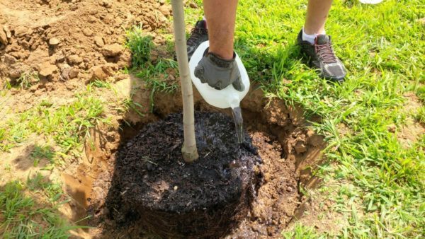  Technologie d'irrigation de poire