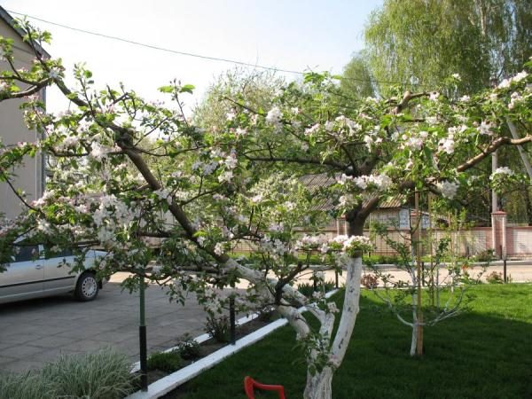  Couronne en forme de pomme