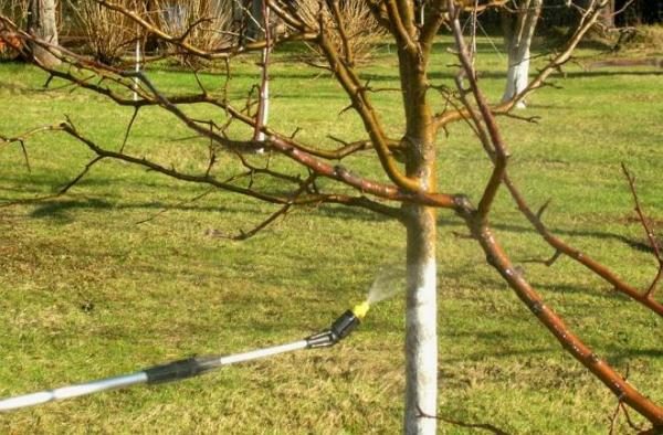  Behandlung von Bäumen Bordeaux flüssig