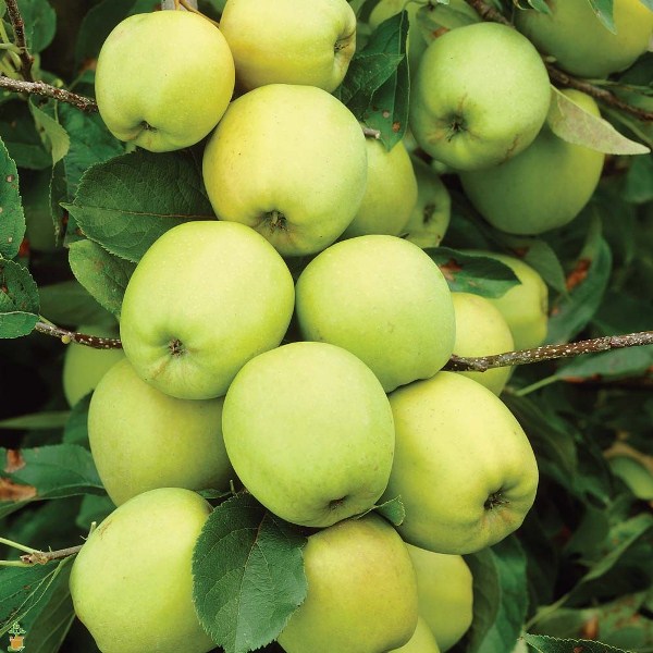  Die Farbe der goldenen Früchte variiert von goldenem Hellgrün bis Gelb.