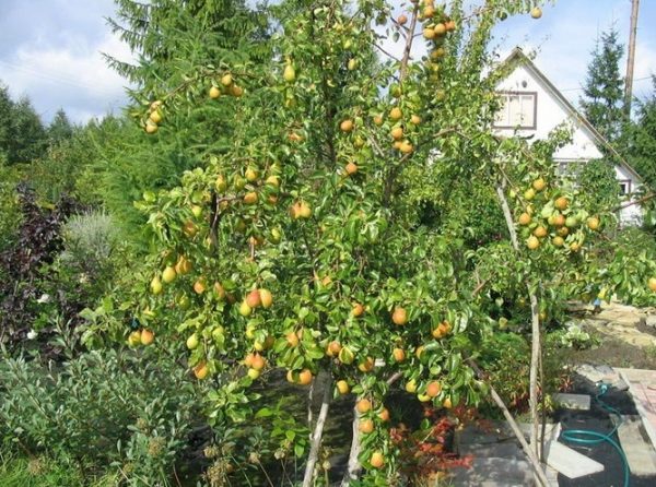  Baum mit reifen Birnen Waldschönheit