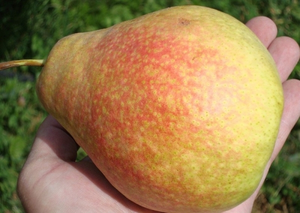  Früchte einer Birne von Grade Marmor golden-grün, mit einem roten Flush, saftig und süß