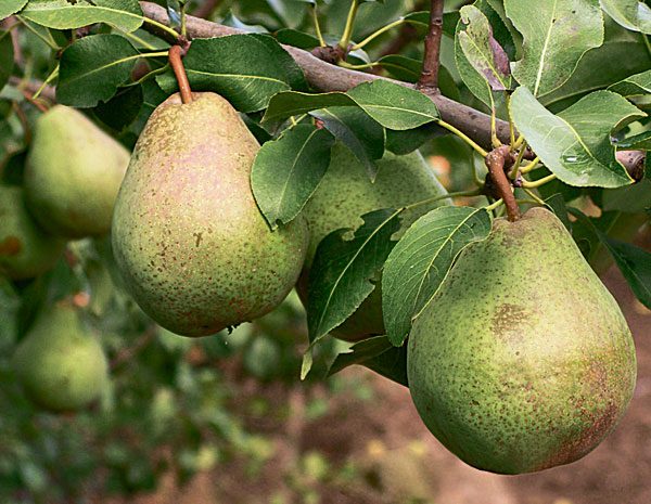  Fruits poire biélorusse tardive