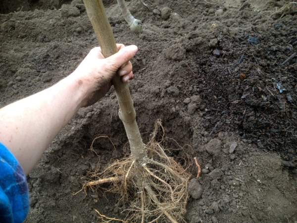  Immédiatement après la plantation, une variété de poire Marble est arrosée abondamment et paillée avec du foin, de la sciure de bois ou de l'herbe.