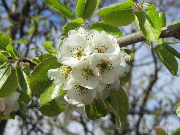  Wilde Birne blüht im April