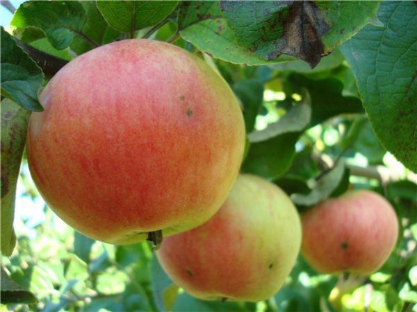  Pommes du grade la poire