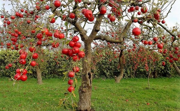  Apfelbaumsorten Welsey hat eine kleine Größe und rote Früchte