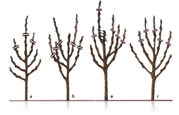  Taille d'une pomme jeune avec des caractéristiques du développement de ses branches