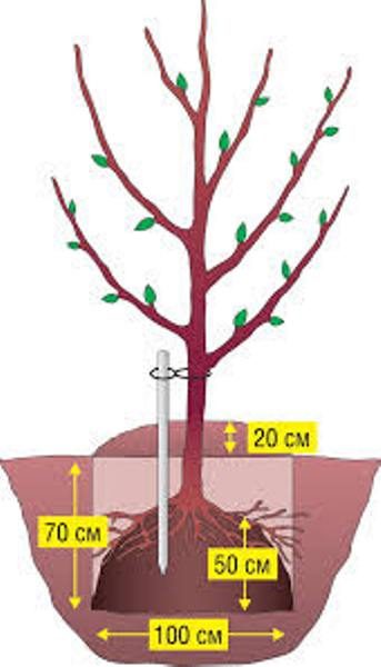  Schematische Pflanzung des Bäumchens Welsey