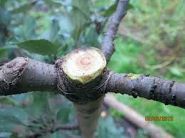  Jährliches Beschneiden des zentralen Stammes mit 3 Knospen