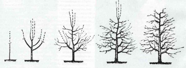  Poire de taille correcte