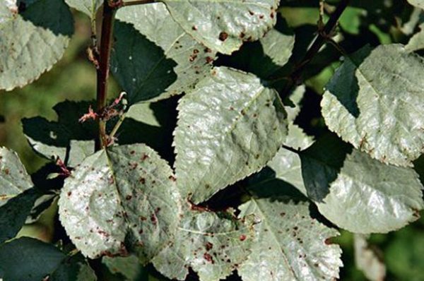  Apfelbaum vom milchigen Glanz getroffen