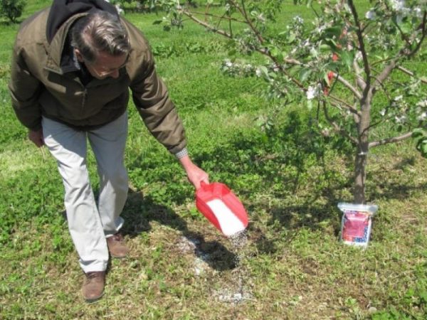  Top-Dressing ist für eine gute Ernte erforderlich.