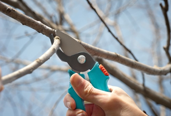  Durch die Verdünnung der Krone und der Früchte an einem Birnbaum wird die Verarbeitung von Fungiziden zum Schutz der Ernte beitragen