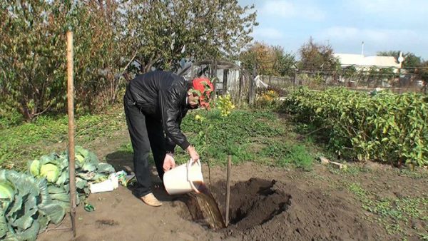  Keimlinge mit sprießendem Wasser