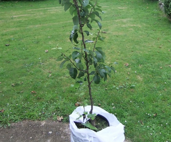  Die Klappa Favorite Birne kann sowohl im Herbst als auch im Frühling auf der Sonnenseite des Grundstücks gepflanzt werden.