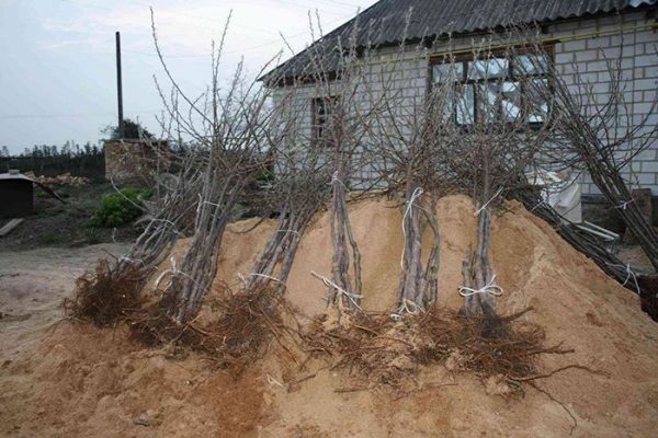  Plants de poire préparés pour la plantation