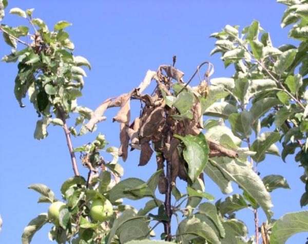  Manifestation der Bakteriose am Apfelbaum