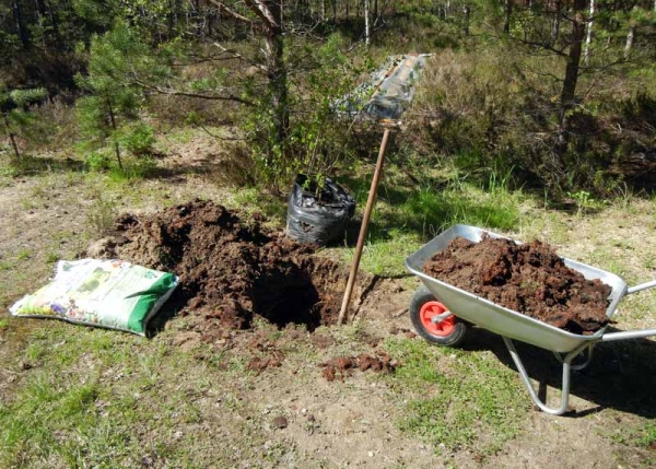  Es ist notwendig, einen Apfelbaum 10-12 Tage später in ein Loch zu pflanzen, nachdem ein Loch dafür vorbereitet wurde