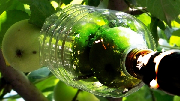  Um einen Obstkorb für Äpfel herzustellen, benötigen Sie eine Zweiliter-Plastikflasche