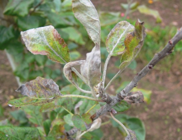  Augustow Dew Pear est sujet à l'oïdium, à la pourriture des fruits et à l'écrevisse noire