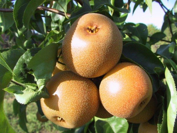  Variété de poire en forme de colonne Josu