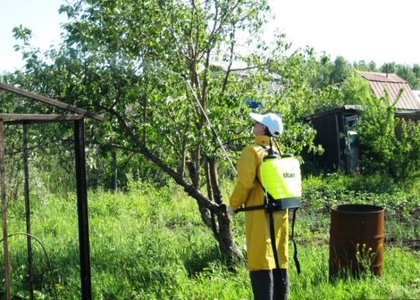  Nach der Blüte müssen Apfelbäume verarbeitet werden.